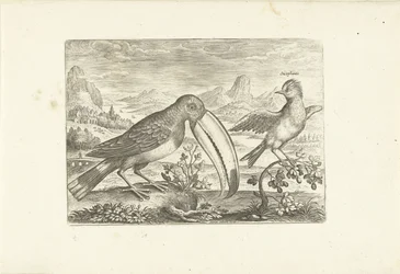 Twee exotische vogels in een landschap
