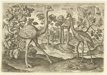 Twee loopvogels in een landschap