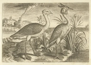 Twee waadvogels in een landschap