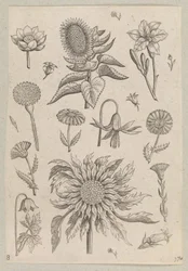 Twee zonnebloemen