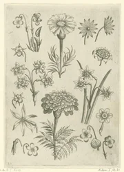 Verschillende bloemen, viooltjes en narcissen