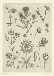 Verschillende bloemen, waaronder akelei en cyclaam (Florilegium)