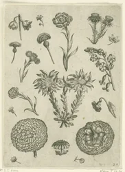 Verschillende bloemen, waaronder chrysant en distel
