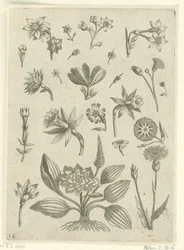 Verschillende bloemen, waaronder trompetnarcissen
