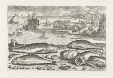 Vijf vissen op het strand