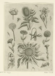 Zonnebloem en andere bloemen (series title: Florilegium)