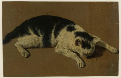 Kat liggend met de kop tussen de voorpoten