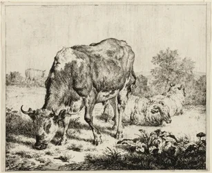 Een koe en drie schapen