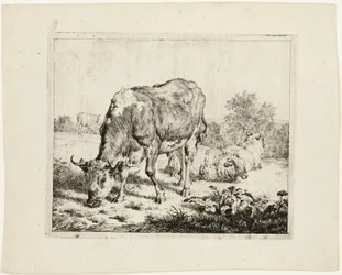 Stier grazend en drie schapen