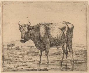 Stier staand in water