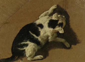 Spelende kat