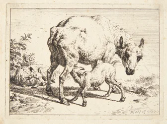 Schapen en twee lammeren