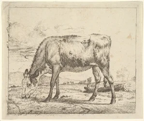 Grazend Kalf, uit Verschillende Dieren, 1658