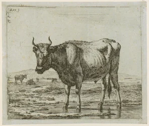 Stier staand in het water, blad 6 uit de reeks „Verschillende dieren“