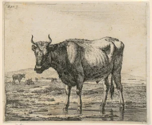 Stier in het water, blad 6 uit de serie „Verschillende dieren“