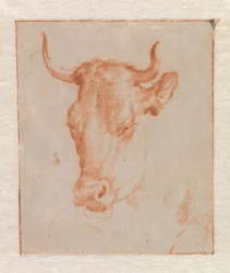 Koeienkop
