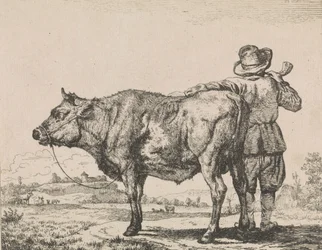 Man staand met stier