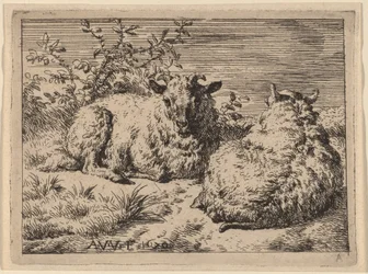 Twee liggende schapen