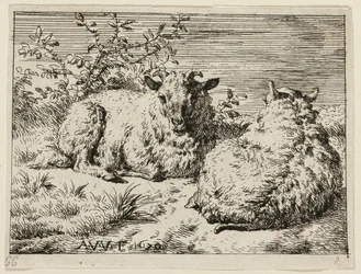 Twee schapen