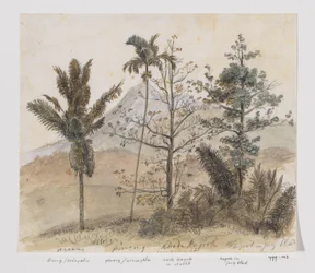 Bomen in berglandschap Java