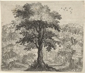 Fabel van de olm en de eik