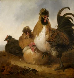 Een haan en hennen