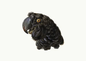Kaketoe