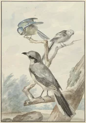 Drie vogels: een Staartmees, een Pimpelmees en een Klapekster of Grote Klauwier