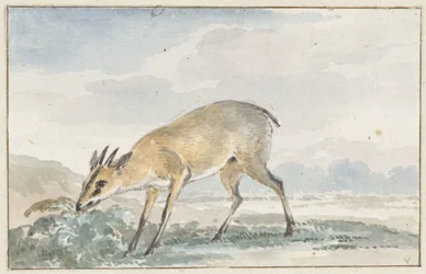 Guinees Jufferbokje of Sylvicapra Grimmia