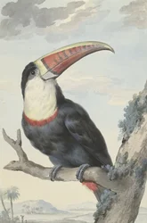 Roodbektoekan
