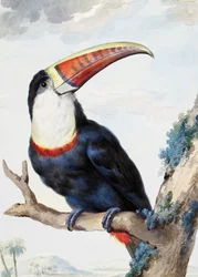 Roodsnaveltoekan