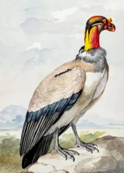 Steenloopvogel