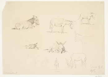 Studieblad met Dieren