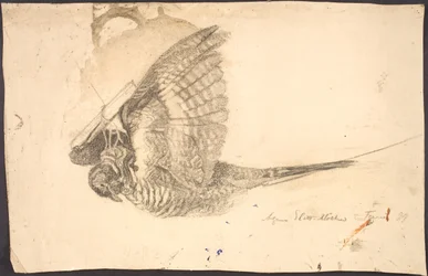 Studie van een dode vogel