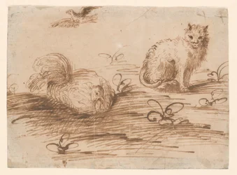 Een kat en een zittende hen