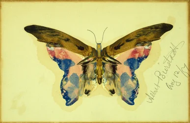 Vlinder (gouache op papier)