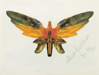 Vlinder