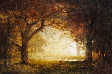 Zonsopgang in het bos