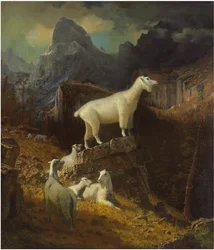 Rocky Mountain Geiten, ca. 1885