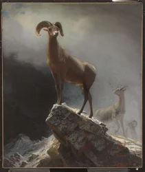 Rocky Mountain Schaap of Big Horn, Ovis, Montana, c.1884