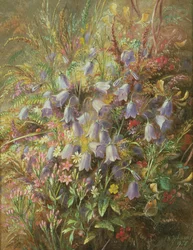 Hazenklokjes en andere bosbloemen en grassen