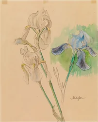 Irissen