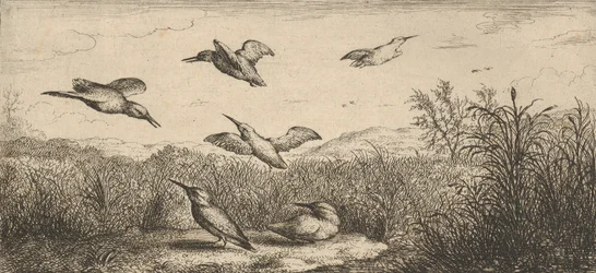 Alcedo, Martin-pescheur De IJsvogel: Livre d