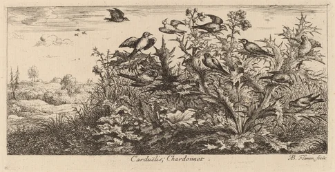 Carduelis, De Putter