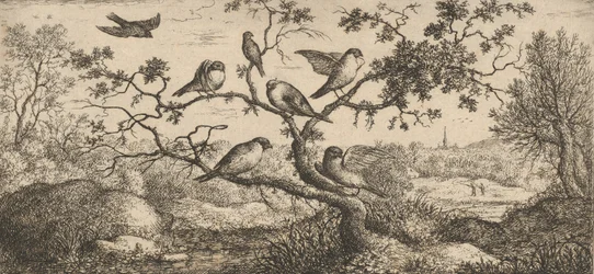 Ficedula, Piuoyne De Goudvink: Boek van Vogels