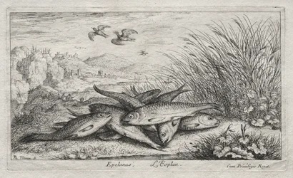 Zoetwatervissen, Deel II: Epelanus, L
