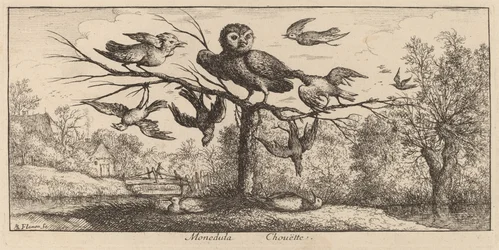 Monedula, De Uil