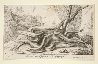 Muraena siue Lampetra. De Lamprei
