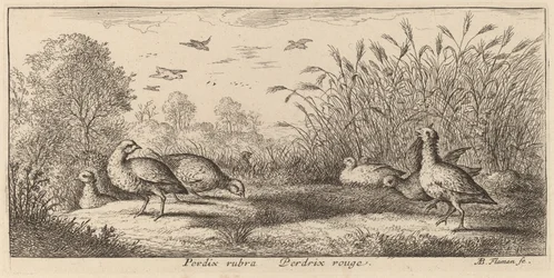 Pedrix rubra, De Roodpootpatrijs