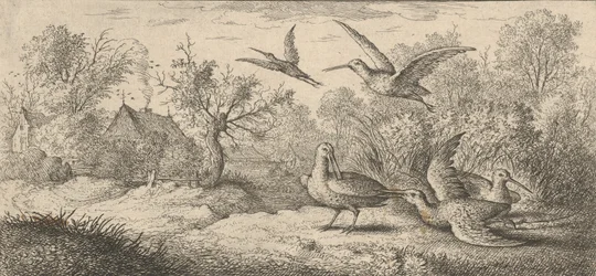 Rusticula, houtsnip: Livre d